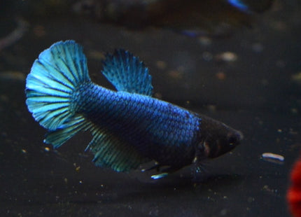 Assorted Betta Halfmoon Female - Nano Tanks Australia Aquarium Shop