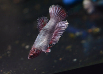 Assorted Betta Halfmoon Female - Nano Tanks Australia Aquarium Shop