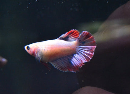 Assorted Betta Halfmoon Female - Nano Tanks Australia Aquarium Shop