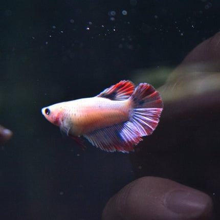 Assorted Betta Halfmoon Female - Nano Tanks Australia Aquarium Shop