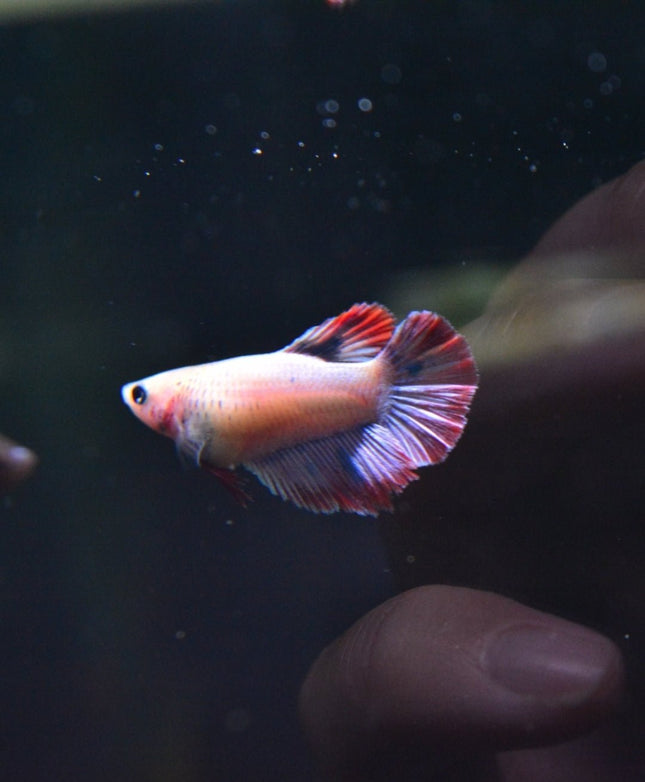 Assorted Betta Halfmoon Female - Nano Tanks Australia Aquarium Shop