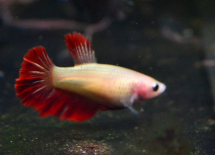 Assorted Betta Halfmoon Female - Nano Tanks Australia Aquarium Shop