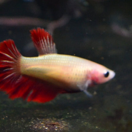 Assorted Betta Halfmoon Female - Nano Tanks Australia Aquarium Shop
