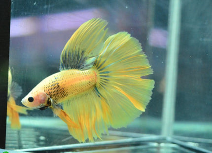 Assorted Betta Halfmoon Male - Nano Tanks Australia Aquarium Shop