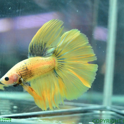 Assorted Betta Halfmoon Male - Nano Tanks Australia Aquarium Shop