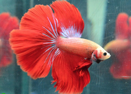 Assorted Betta Halfmoon Male - Nano Tanks Australia Aquarium Shop