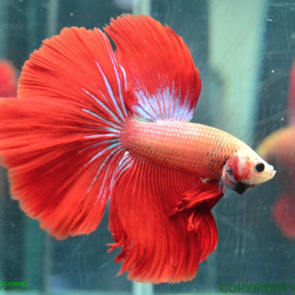 Assorted Betta Halfmoon Male - Nano Tanks Australia Aquarium Shop