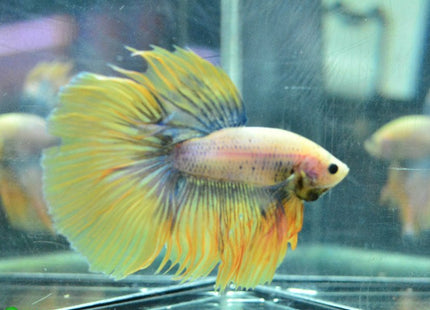 Assorted Betta Halfmoon Male - Nano Tanks Australia Aquarium Shop
