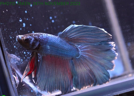 Assorted Blue Base Halfmoon Male Betta - Nano Tanks Australia Aquarium Shop