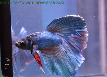 Assorted Blue Base Halfmoon Male Betta - Nano Tanks Australia Aquarium Shop