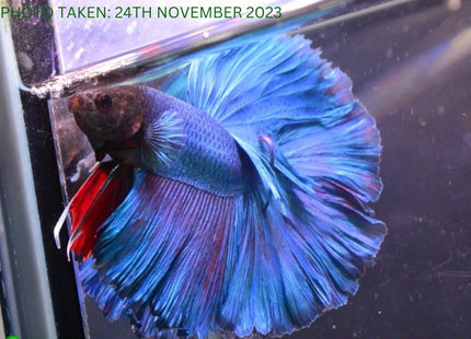 Assorted Blue Base Halfmoon Male Betta - Nano Tanks Australia Aquarium Shop