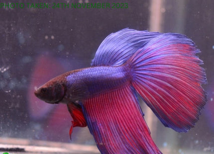 Assorted Blue Base Halfmoon Male Betta - Nano Tanks Australia Aquarium Shop