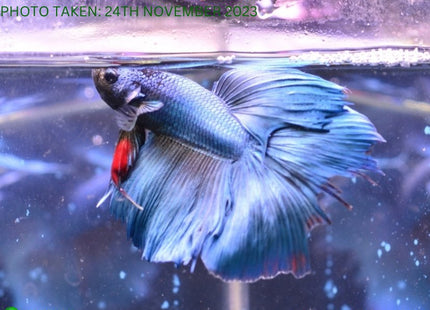 Assorted Blue Base Halfmoon Male Betta - Nano Tanks Australia Aquarium Shop