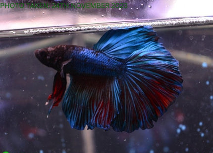 Assorted Blue Base Halfmoon Male Betta - Nano Tanks Australia Aquarium Shop