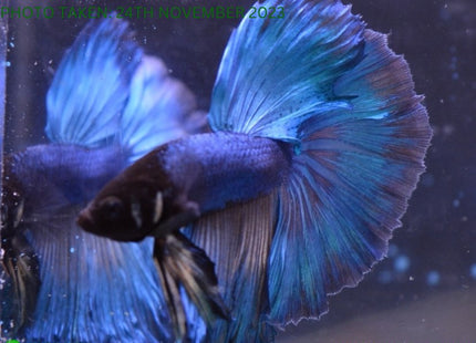 Assorted Blue Base Halfmoon Male Betta - Nano Tanks Australia Aquarium Shop