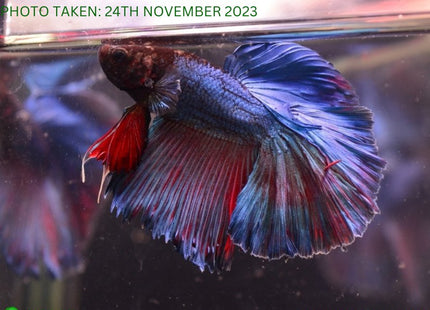 Assorted Blue Base Halfmoon Male Betta - Nano Tanks Australia Aquarium Shop