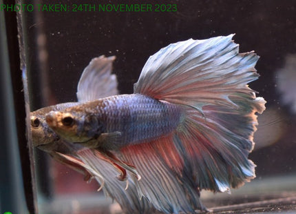 Assorted Blue Base Halfmoon Male Betta - Nano Tanks Australia Aquarium Shop