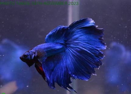Assorted Blue Base Halfmoon Male Betta - Nano Tanks Australia Aquarium Shop