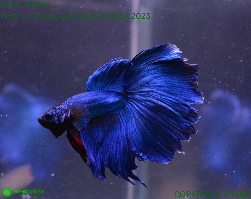 Assorted Blue Base Halfmoon Male Betta – Nano Tanks Australia