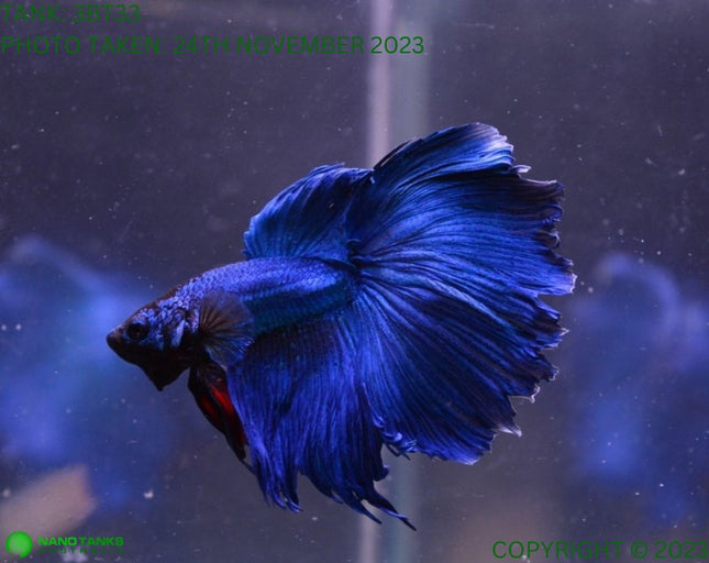 Assorted Blue Base Halfmoon Male Betta - Nano Tanks Australia Aquarium Shop