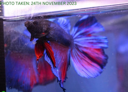 Assorted Blue Base Halfmoon Male Betta - Nano Tanks Australia Aquarium Shop