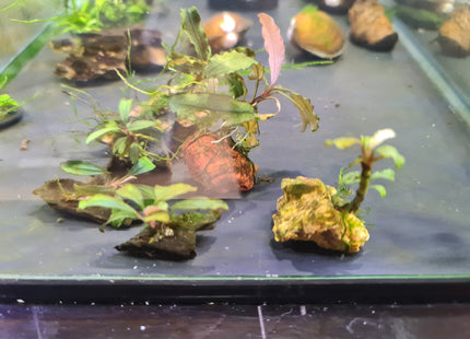 Assorted Buce on piece - Nano Tanks Australia Aquarium Shop