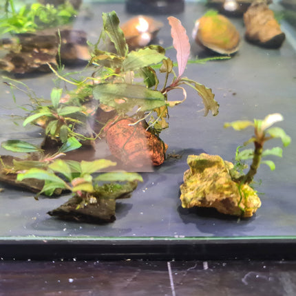 Assorted Buce on piece - Nano Tanks Australia Aquarium Shop