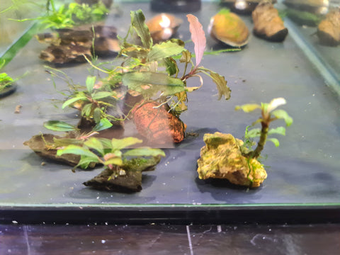 Assorted Buce on piece - Nano Tanks Australia Aquarium Shop