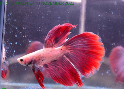 Assorted Cambodian Base Halfmoon Male Betta - Nano Tanks Australia Aquarium Shop