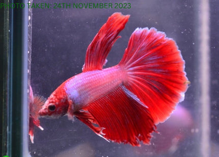 Assorted Cambodian Base Halfmoon Male Betta - Nano Tanks Australia Aquarium Shop
