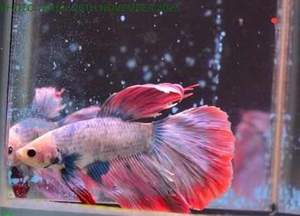 Assorted Cambodian Base Halfmoon Male Betta - Nano Tanks Australia Aquarium Shop