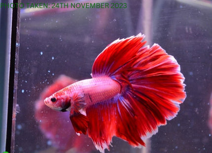 Assorted Cambodian Base Halfmoon Male Betta - Nano Tanks Australia Aquarium Shop