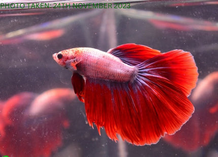 Assorted Cambodian Base Halfmoon Male Betta - Nano Tanks Australia Aquarium Shop