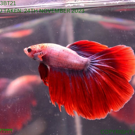 Assorted Cambodian Base Halfmoon Male Betta - Nano Tanks Australia Aquarium Shop