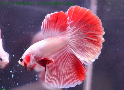 Assorted Cambodian Base Halfmoon Male Betta - Nano Tanks Australia Aquarium Shop