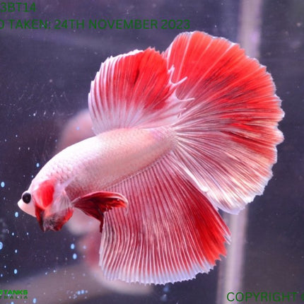 Assorted Cambodian Base Halfmoon Male Betta - Nano Tanks Australia Aquarium Shop