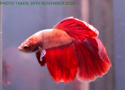 Assorted Cambodian Base Halfmoon Male Betta - Nano Tanks Australia Aquarium Shop