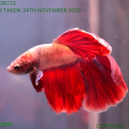 Assorted Cambodian Base Halfmoon Male Betta - Nano Tanks Australia Aquarium Shop