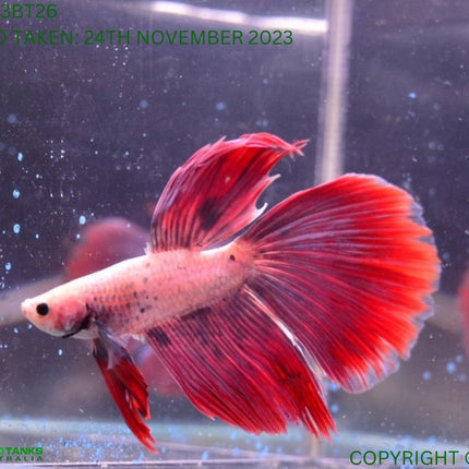 Assorted Cambodian Base Halfmoon Male Betta - Nano Tanks Australia Aquarium Shop