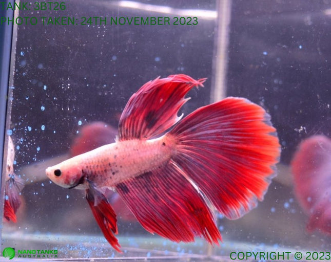 Assorted Cambodian Base Halfmoon Male Betta - Nano Tanks Australia Aquarium Shop
