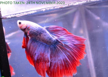 Assorted Cambodian Base Halfmoon Male Betta - Nano Tanks Australia Aquarium Shop