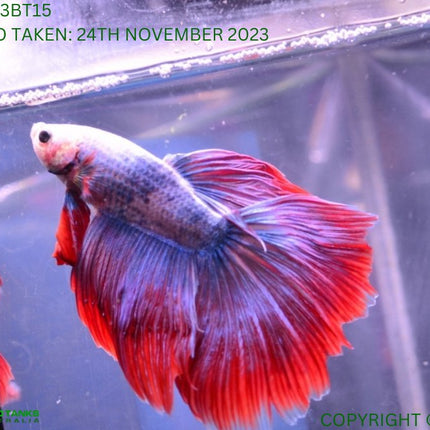 Assorted Cambodian Base Halfmoon Male Betta - Nano Tanks Australia Aquarium Shop