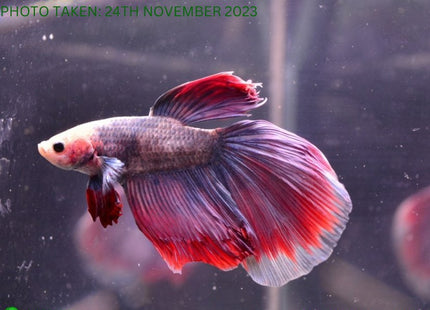 Assorted Cambodian Base Halfmoon Male Betta - Nano Tanks Australia Aquarium Shop