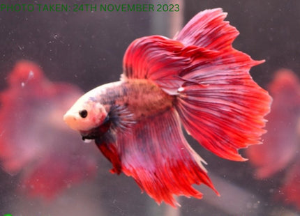 Assorted Cambodian Base Halfmoon Male Betta - Nano Tanks Australia Aquarium Shop
