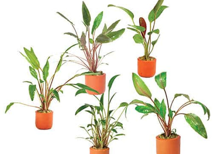 Assorted Crypts in Terracotta Pots - Nano Tanks Australia Aquarium Shop