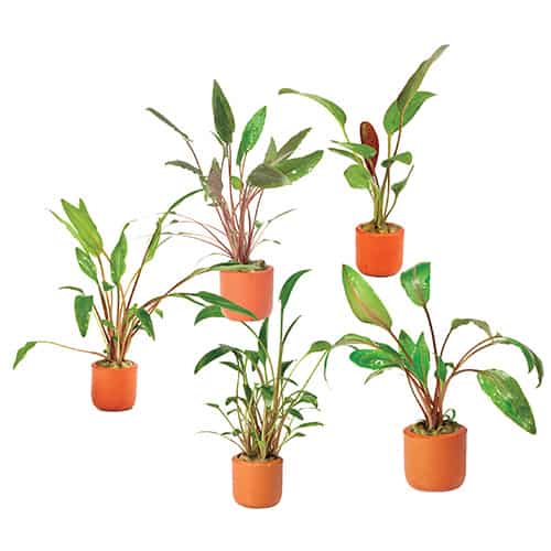 Assorted Crypts in Terracotta Pots - Nano Tanks Australia Aquarium Shop