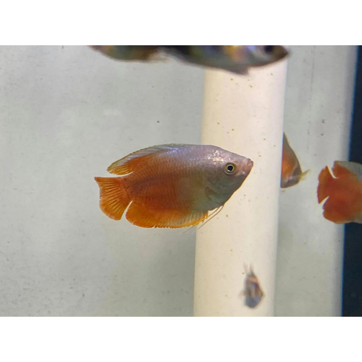 Assorted Dwarf Gourami Males and Females - Nano Tanks Australia Aquarium Shop