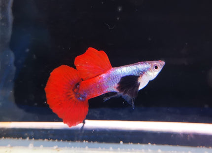 Assorted Elephant Ear Guppy (Males) Dumbo - Nano Tanks Australia Aquarium Shop