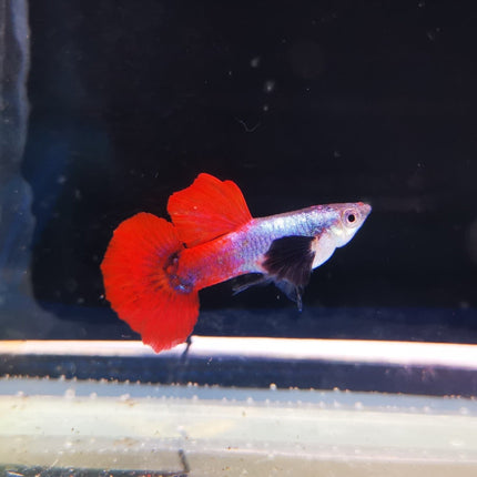 Assorted Elephant Ear Guppy (Males) Dumbo - Nano Tanks Australia Aquarium Shop