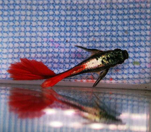 Assorted Elephant Ear Guppy (Males) Dumbo - Nano Tanks Australia Aquarium Shop
